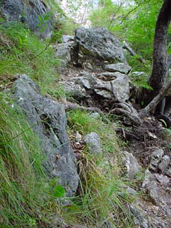 Ein felsiger Bergwanderweg an einem steilen Abhang am Gardasee. Zwischen den Felsen wächst Gras und einige seltene Gebirgsblumen. Ein knorriger Baum krallt sich am Abhang fest und seine Wurzeln lungern über den Wanderpfad.